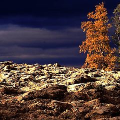 фото "Windy day"