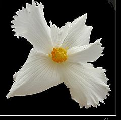 фото "White flower"