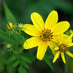 photo "The Sunflower Family"