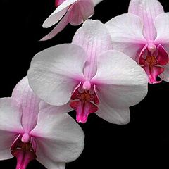 фото ""White Orchid""