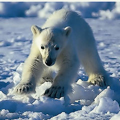 photo "Polarbear Alert!"