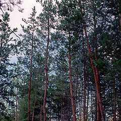 photo "Sunset in a pine forest"