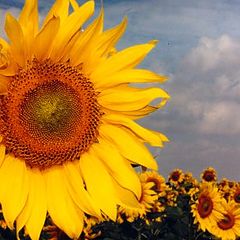 фото "The Sun in Alentejo"