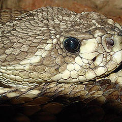 photo "Eastern Diamondback Rattlesnake"