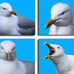 фото "Cameo….  A common  Gull"