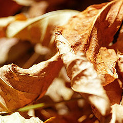 photo "Autumn with AGFA 1"