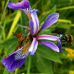 фото "Цветок с бабочкой и шмелем"