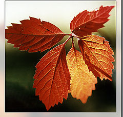 photo "Scarlet banners of the autumn"