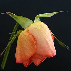 photo "Orange rose"