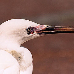 photo "White Heron"