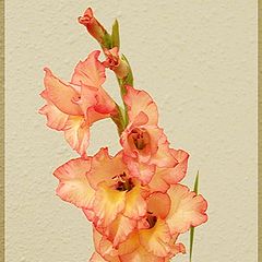 photo "Gladiolus"