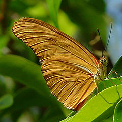photo "Golden Butterfly"