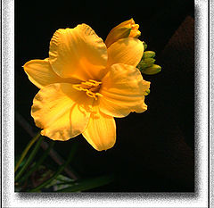 photo "Da Lily Stella D`oro"