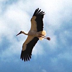 photo "I am  Flying"