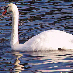 photo "White Swan on Blue Velvet"