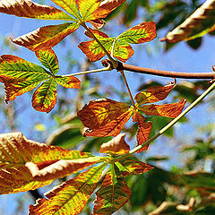 photo "Autumn with AGFA 2"