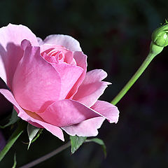 photo "Simply the Rose"