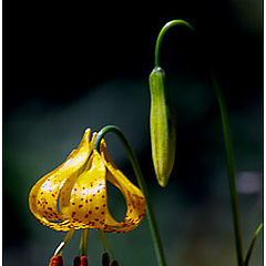 photo "Leopard Lilly"