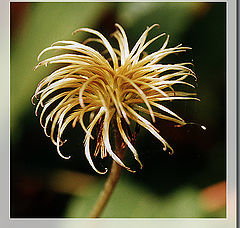 photo "Clematis"