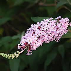 photo "Floweret"