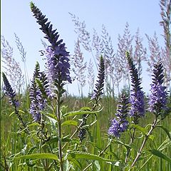 photo "Meadow flowers"