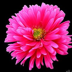 фото "Pink flower"