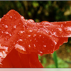 photo "Dew on gladiolus"