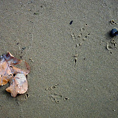 photo "music on sand"