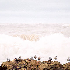 photo "Waves and see-gulls"