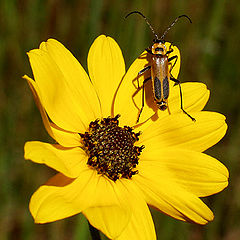 photo "Just Hanging Out"