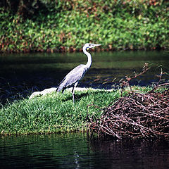 photo "Birds on the Nile."