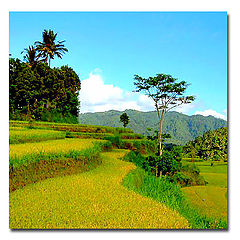 photo "Rice terraced-fields"