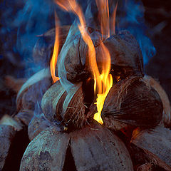 photo "Coconut Fire"