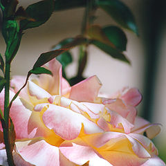 photo "Rosa"