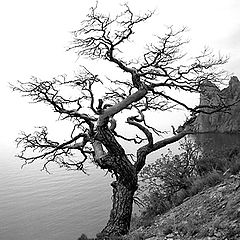 photo "The lonely tree"