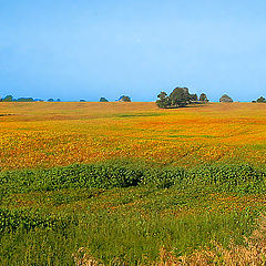 photo "Field"