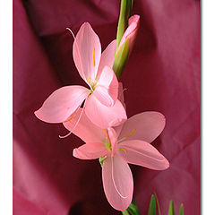 photo "Pink Kaffir Lily"