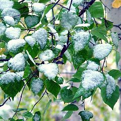 photo "First snow"