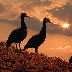 photo "Evening birds"