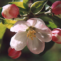 photo "Apple blossom"