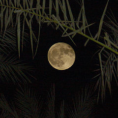 photo "Full moon"
