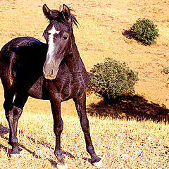 photo "Race Horse"