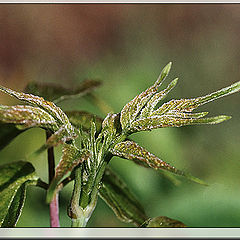 photo "Morning Dew"