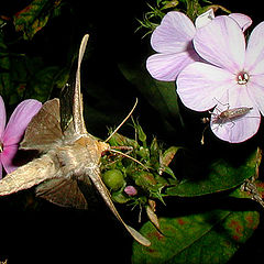 фото "Night Flight"