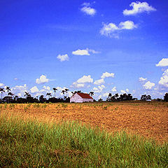 photo "Tobacco Plantation in Cuba"