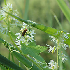 photo "The mollycoddle"