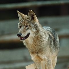 photo "Wolf 2"