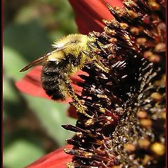 photo "Pollination"