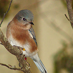 photo "Eastern Bluebird"