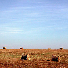 photo "golden field, blue sky"